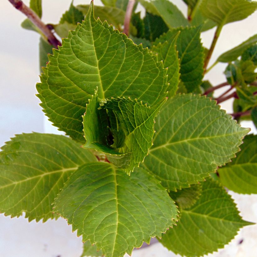 Hortensia macrophylla Beauté Vendômoise - Hydrangea (Follaje)