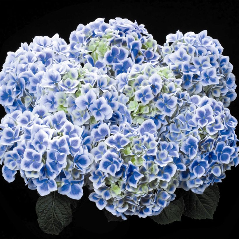 Hortensia macrophylla Beautensia Dali - Hydrangea (Floración)