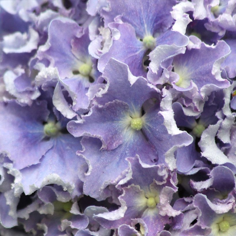 Hortensia macrophylla Beautensia Spike - Hydrangea (Floración)