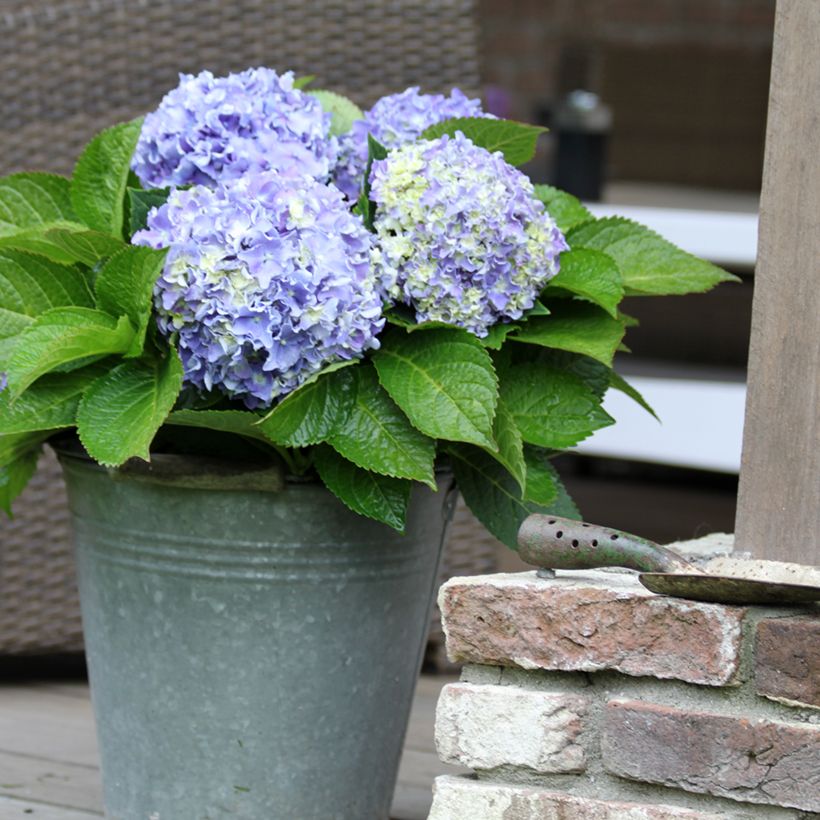 Hortensia macrophylla Beautensia Spike - Hydrangea (Porte)