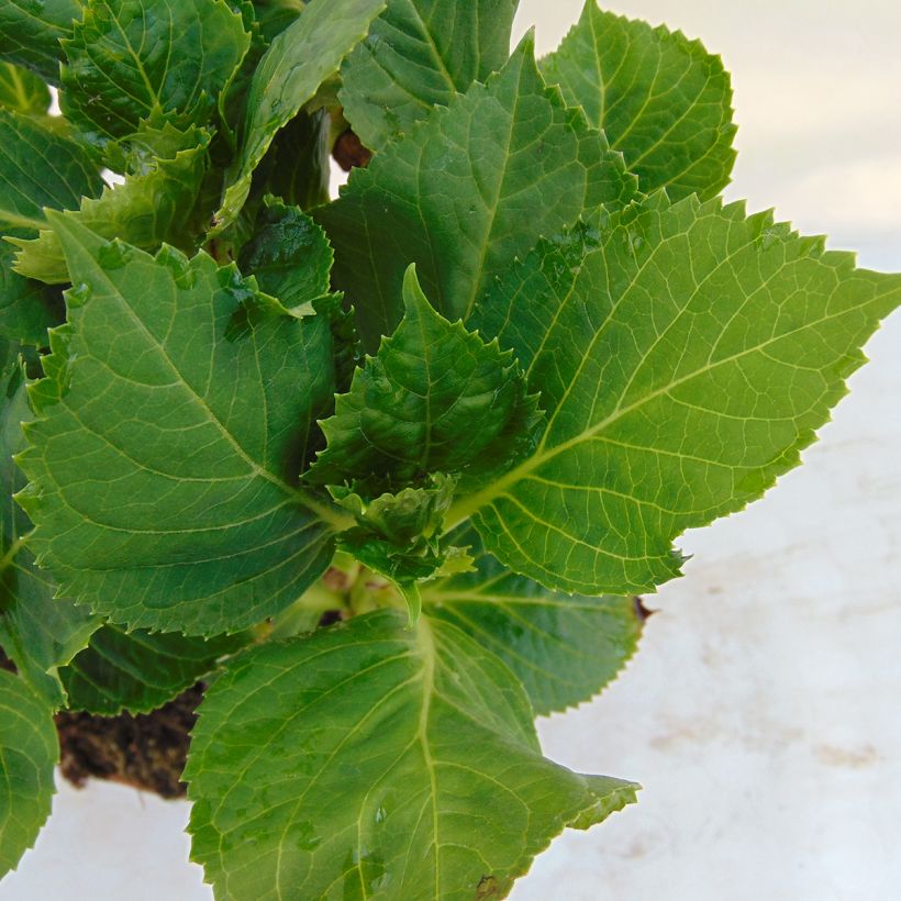 Hortensia macrophylla Bela - Hydrangea (Follaje)