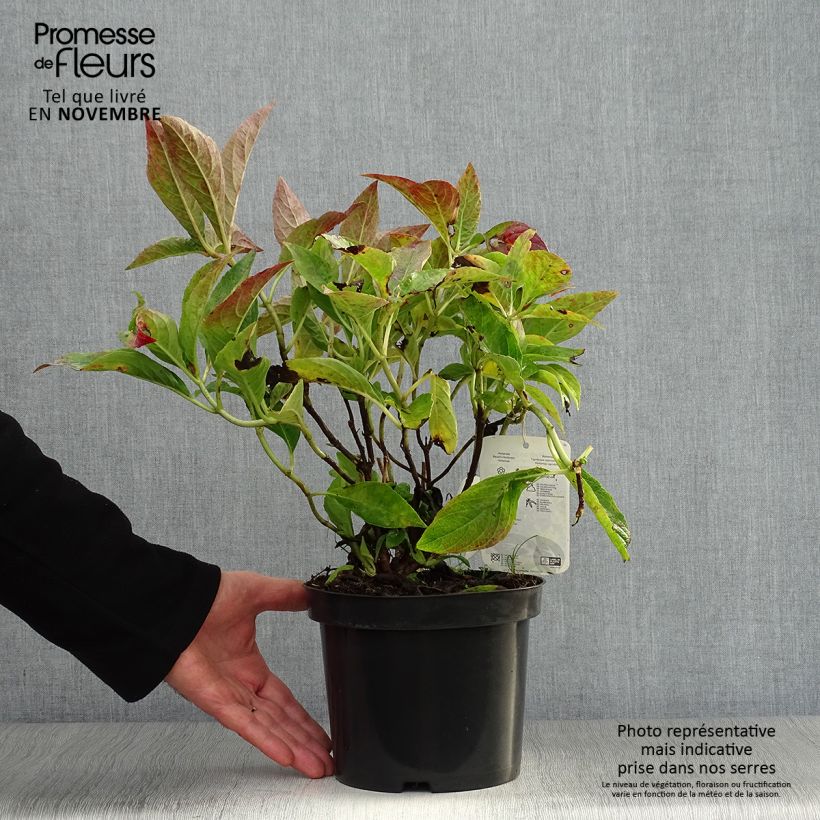 Ejemplar de Hortensia - Hydrangea macrophylla Blauer Prinz Pot de 2L/3L entregado en otoño