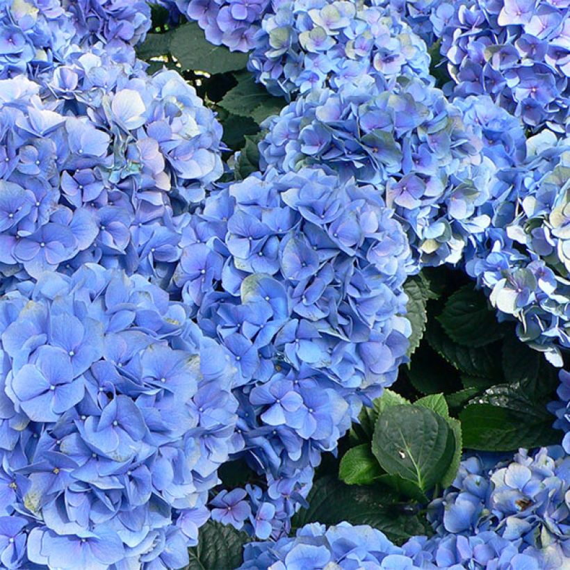 Hortensia macrophylla Bodensee - Hydrangea (Floración)