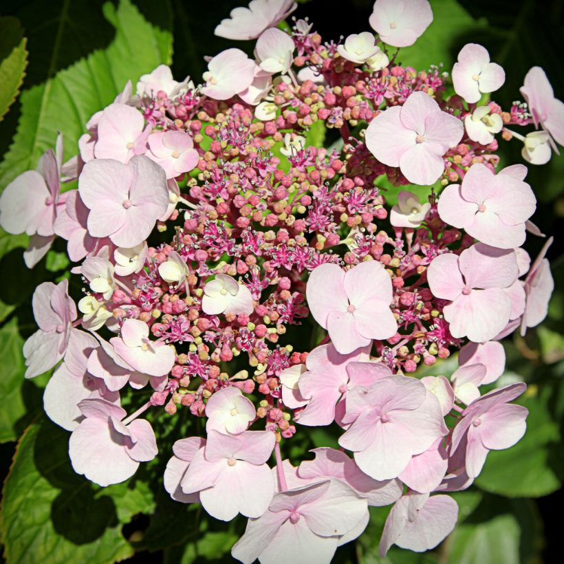 Hortensia macrophylla Cloudi - Hydrangea (Floración)