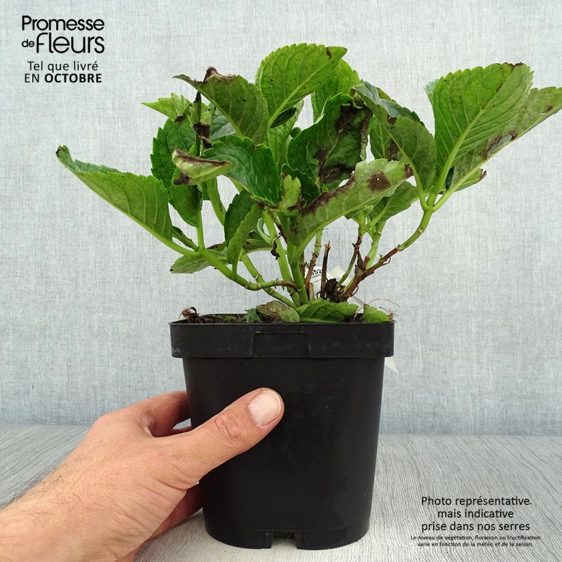 Ejemplar de Hortensia macrophylla Constellation pot de 2/3L entregado en otoño