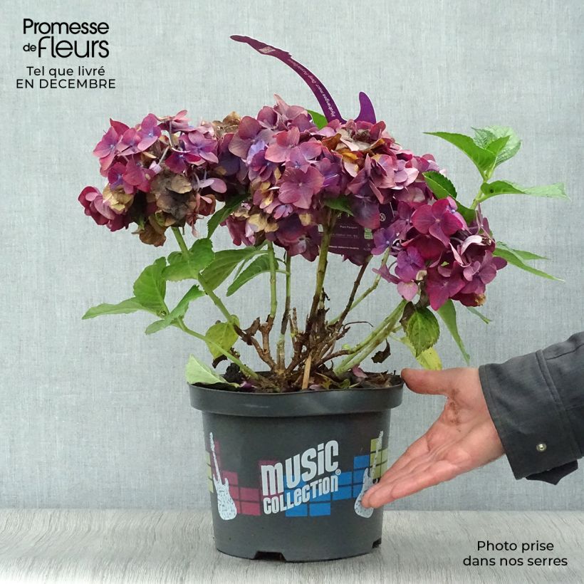 Hortensia - Hydrangea macrophylla Deep Purple Dance (Music Collection) Pot de 4L/5L Ejemplar entregado en invierno