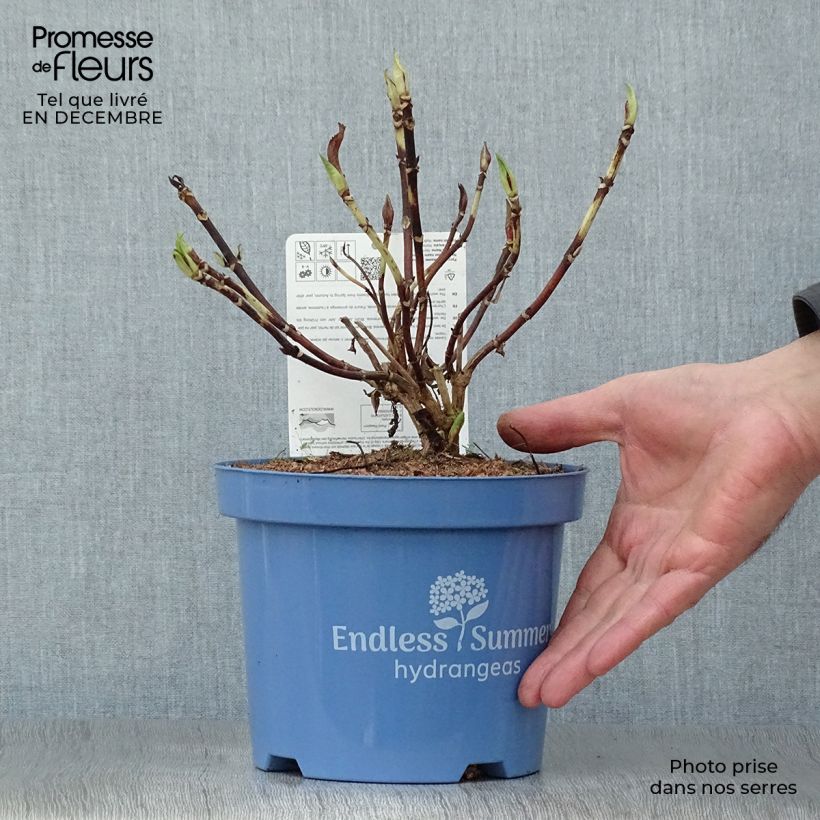 Hortensia - Hydrangea macrophylla Endless Summer The Original (Rose) Pot de 2L/3L Ejemplar entregado en invierno