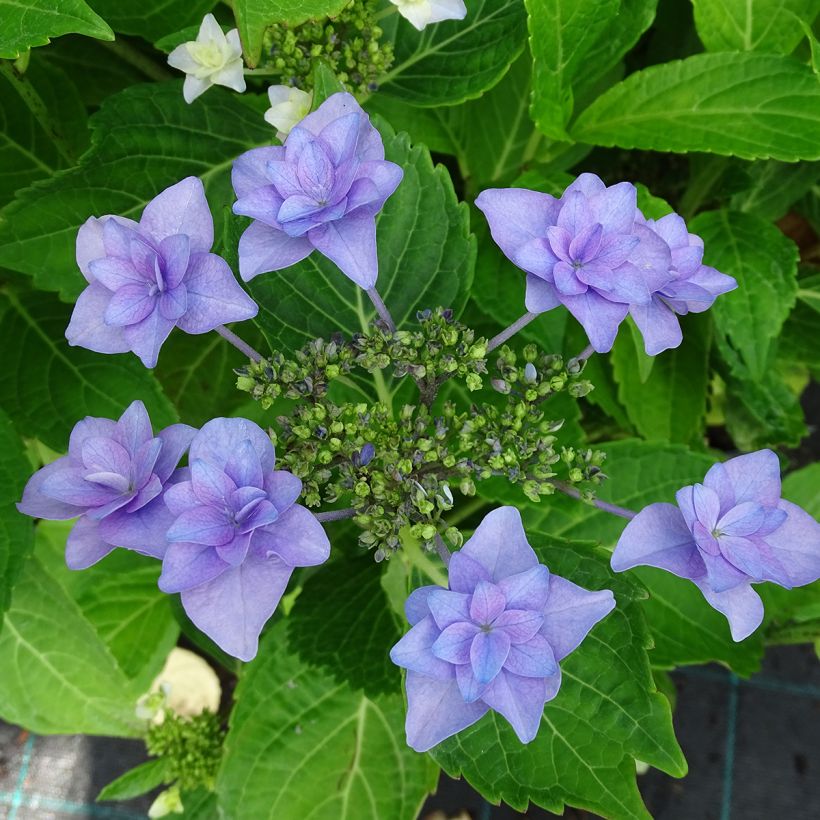 Hortensia macrophylla Etoile Violette - Hydrangea (Floración)