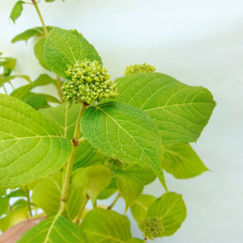 Hortensia macrophylla Generale Vicomtesse de Vibraye - Hydrangea (Follaje)