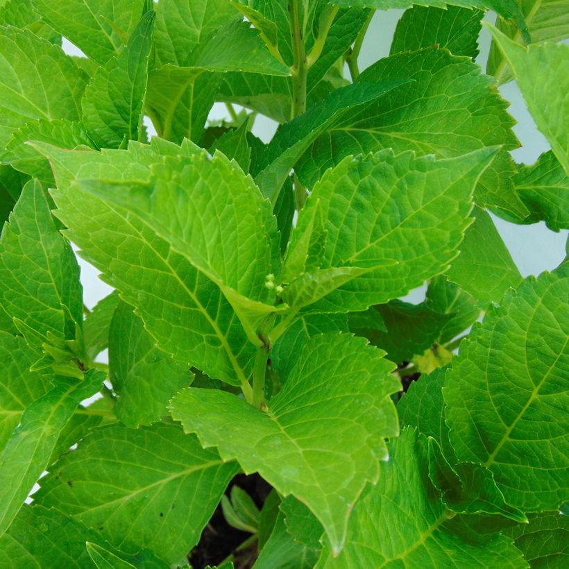 Hortensia macrophylla Green shadow - Hydrangea (Follaje)