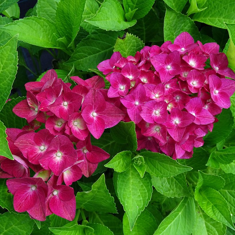 Hortensia macrophylla Green shadow - Hydrangea (Floración)