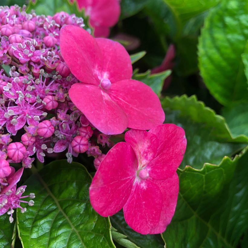 Hortensia macrophylla Teller Kardinal - Hydrangea (Floración)