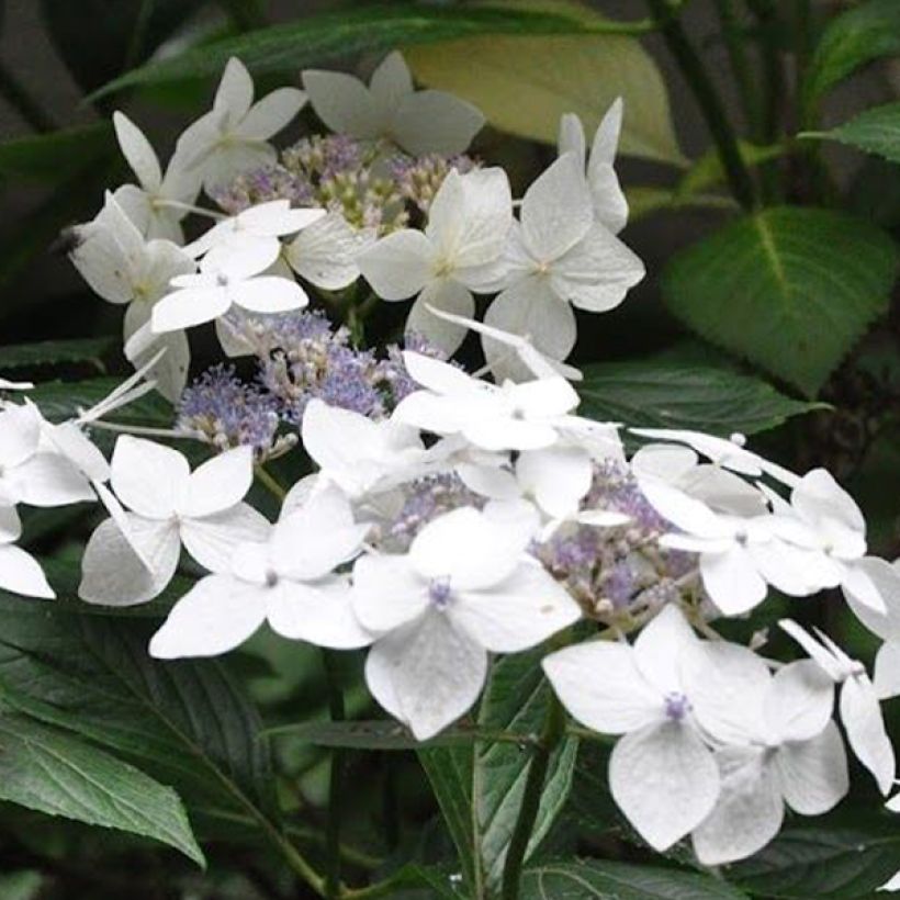 Hortensia macrophylla Lanarth White - Hydrangea (Floración)