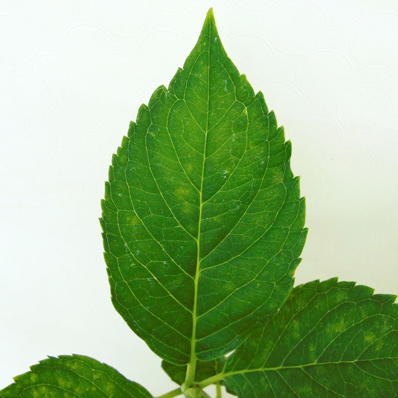 Hortensia macrophylla Leuchtfeuer - Hydrangea (Follaje)