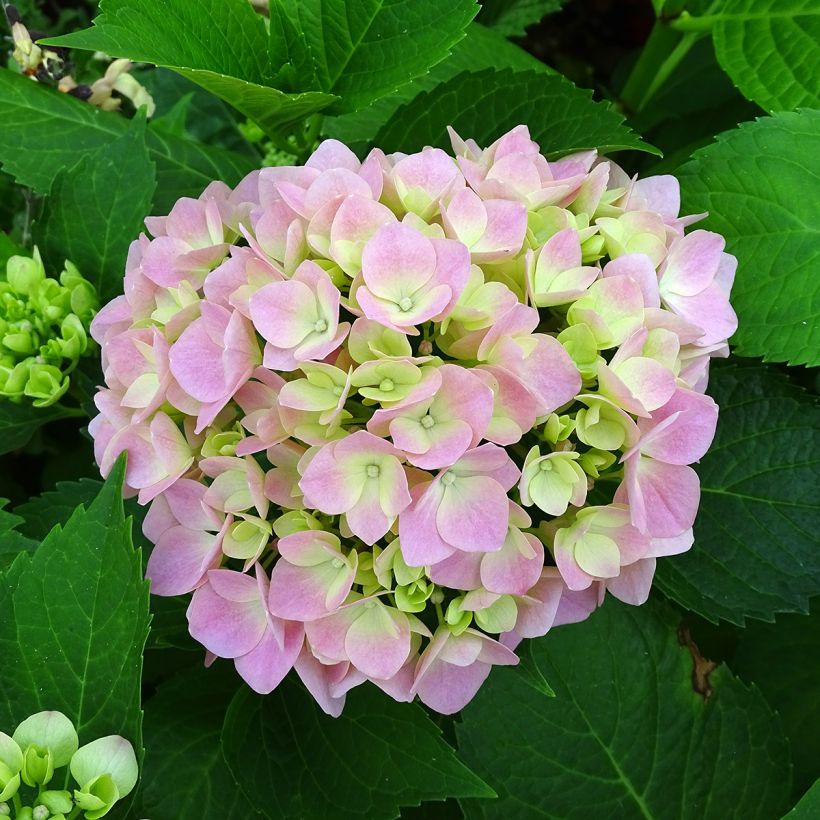 Hortensia macrophylla Leuchtfeuer - Hydrangea (Floración)