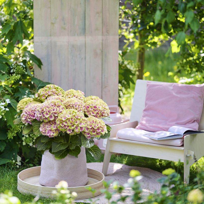 Hortensia macrophylla Magical Jewel rosa - Hydrangea (Porte)