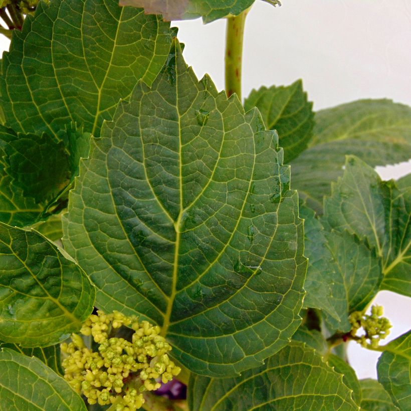 Hortensia macrophylla Magical Noblesse - Hydrangea (Follaje)