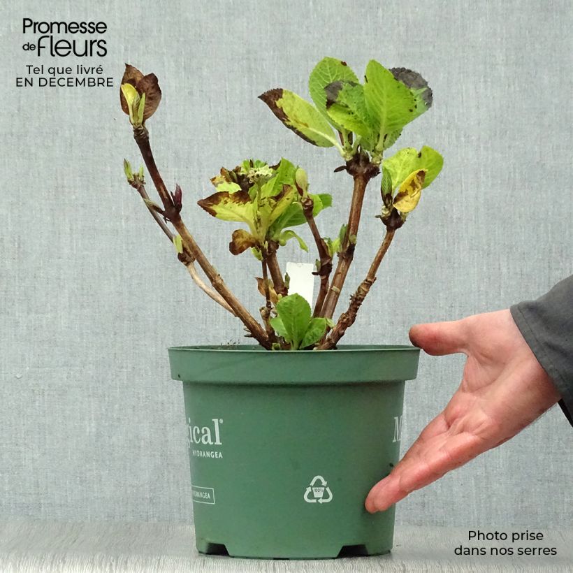 Hortensia - Hydrangea macrophylla Magical Revolution Rose Pot de 2L/3L Ejemplar entregado en invierno