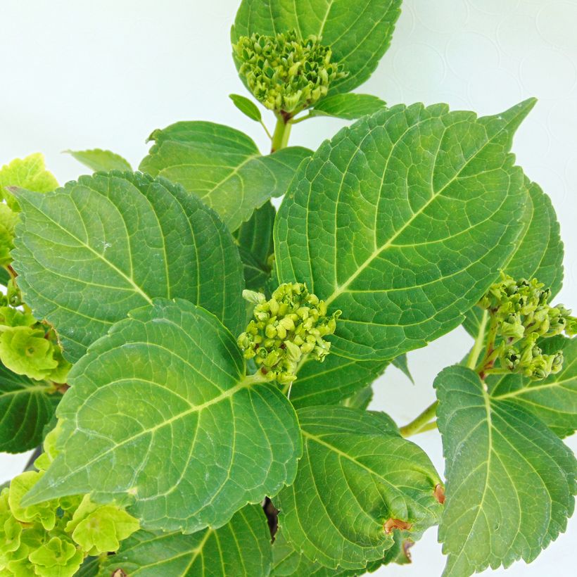 Hortensia macrophylla Magical Summer Green - Hydrangea (Follaje)