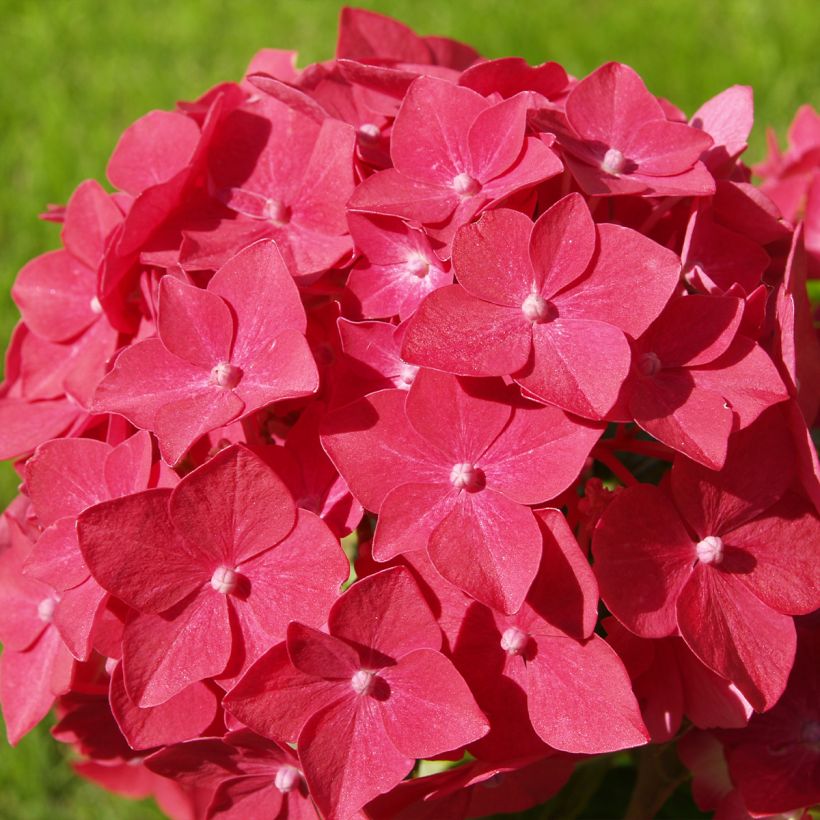 Hortensia macrophylla Masja - Hydrangea (Floración)