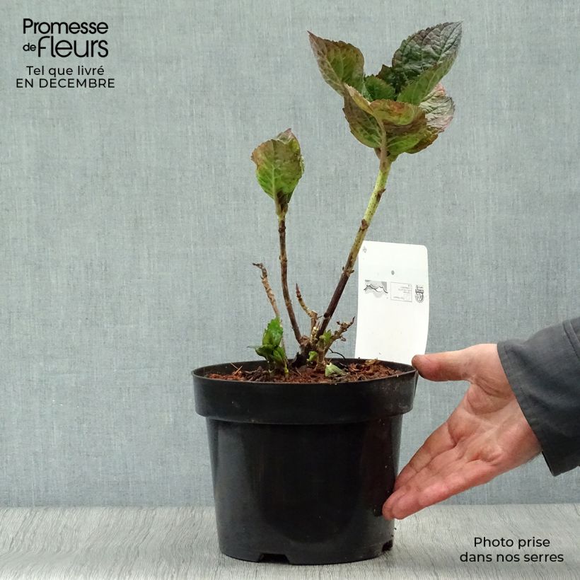 Hortensia - Hydrangea macrophylla Merveille Sanguine Pot de 2L/3L Ejemplar entregado en invierno