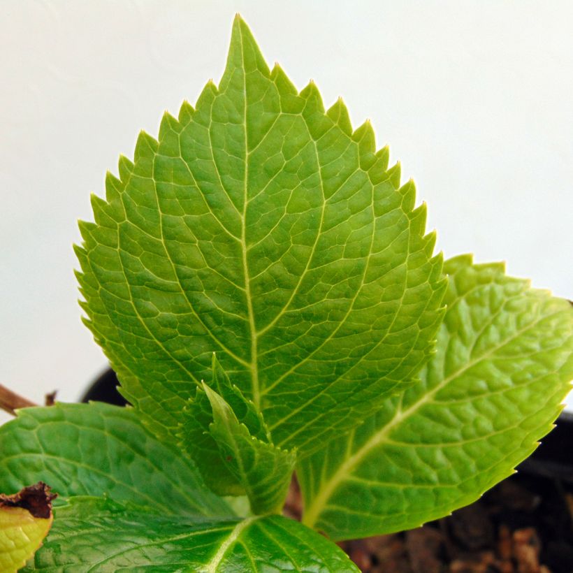 Hortensia macrophylla Mousseline - Hydrangea (Follaje)