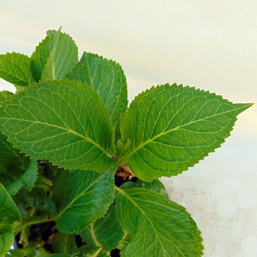 Hortensia macrophylla Nachtigall - Hydrangea (Follaje)