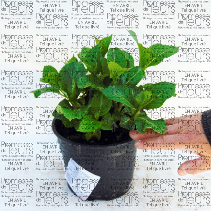 Ejemplo de ejemplar de Hortensia - Hydrangea macrophylla Nachtigall Pot de 2L/3L tal y como se entrega