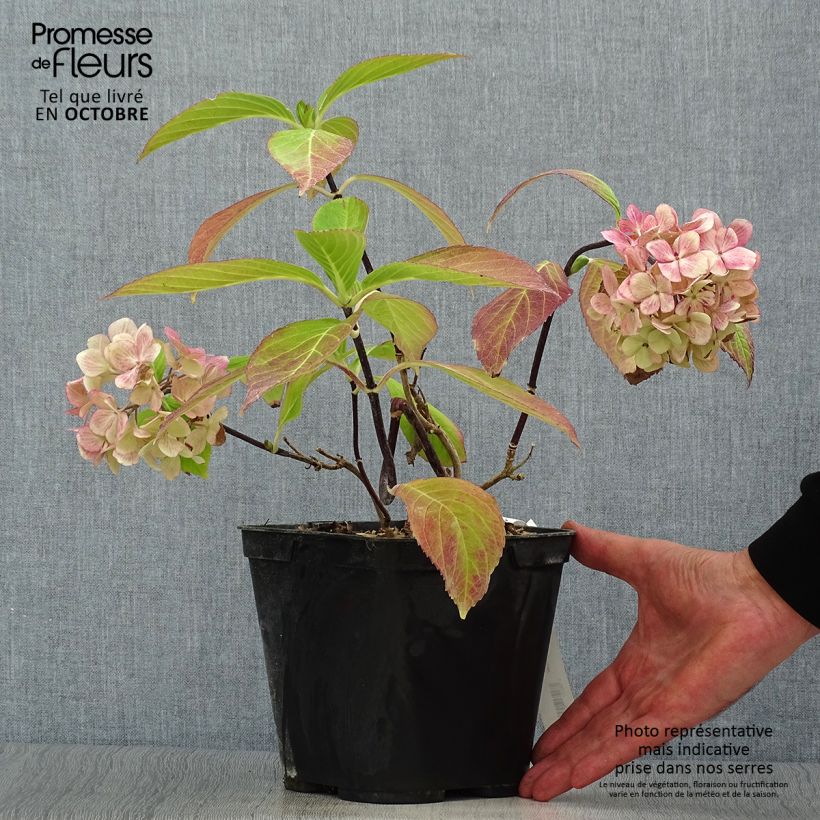 Ejemplar de Hortensia - Hydrangea macrophylla Nigra Pot de 2L/3L entregado en otoño