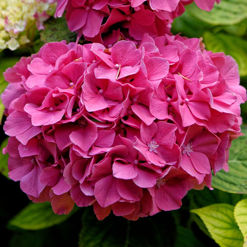 Hortensia macrophylla Pink Pop - Hydrangea (Floración)