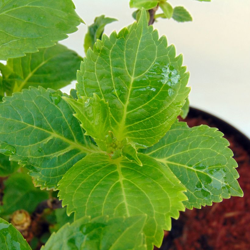 Hortensia macrophylla Rosita - Hydrangea (Follaje)