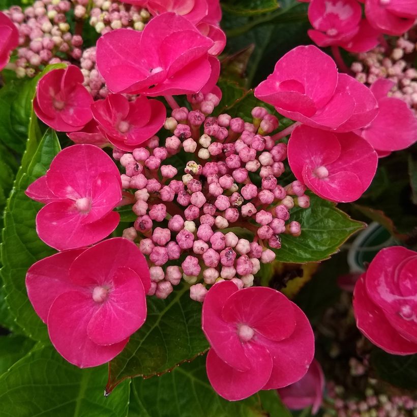 Hortensia macrophylla Rotkehlchen - Hydrangea (Floración)