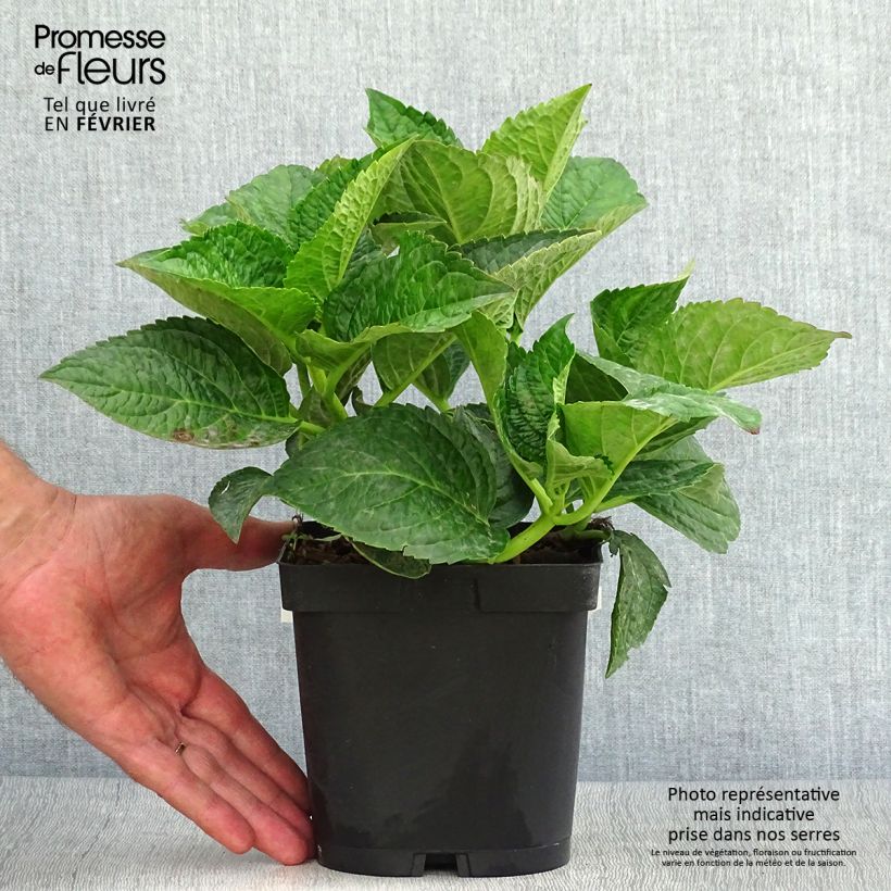 Ejemplar de Hortensia - Hydrangea macrophylla Rotschwanz en pot de 2/3L entregado en otoño