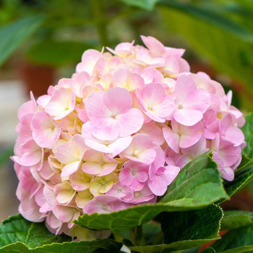 Hortensia macrophylla Soft Pink Salsa - Hydrangea (Floración)