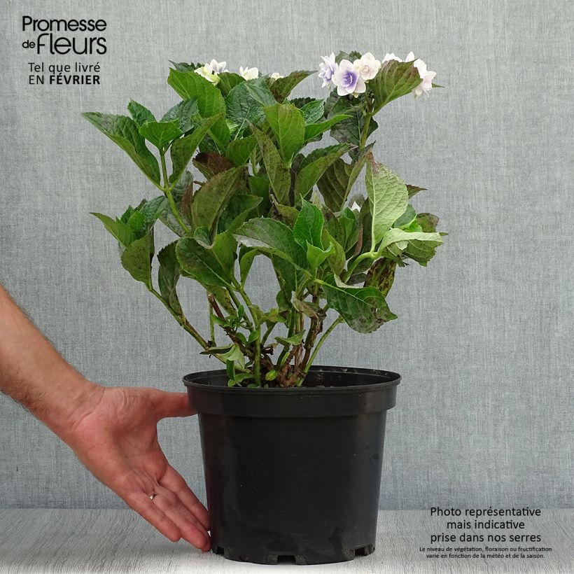 Ejemplar de Hortensia - Hydrangea macrophylla Stargazer Pot de 4L/5L entregado en otoño