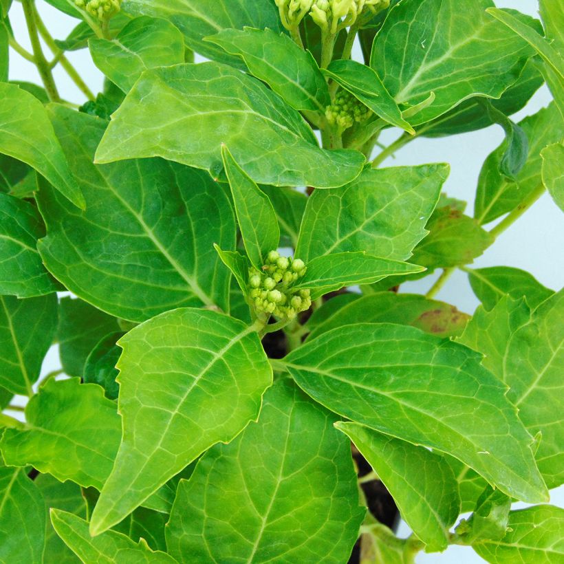 Hortensia macrophylla Tovelit - Hydrangea (Follaje)