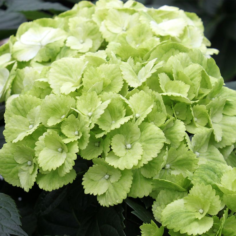 Hortensia macrophylla Verdi - Hydrangea (Floración)