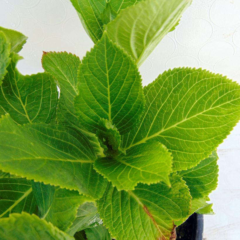 Hortensia macrophylla Wedding Gown - Hydrangea (Follaje)