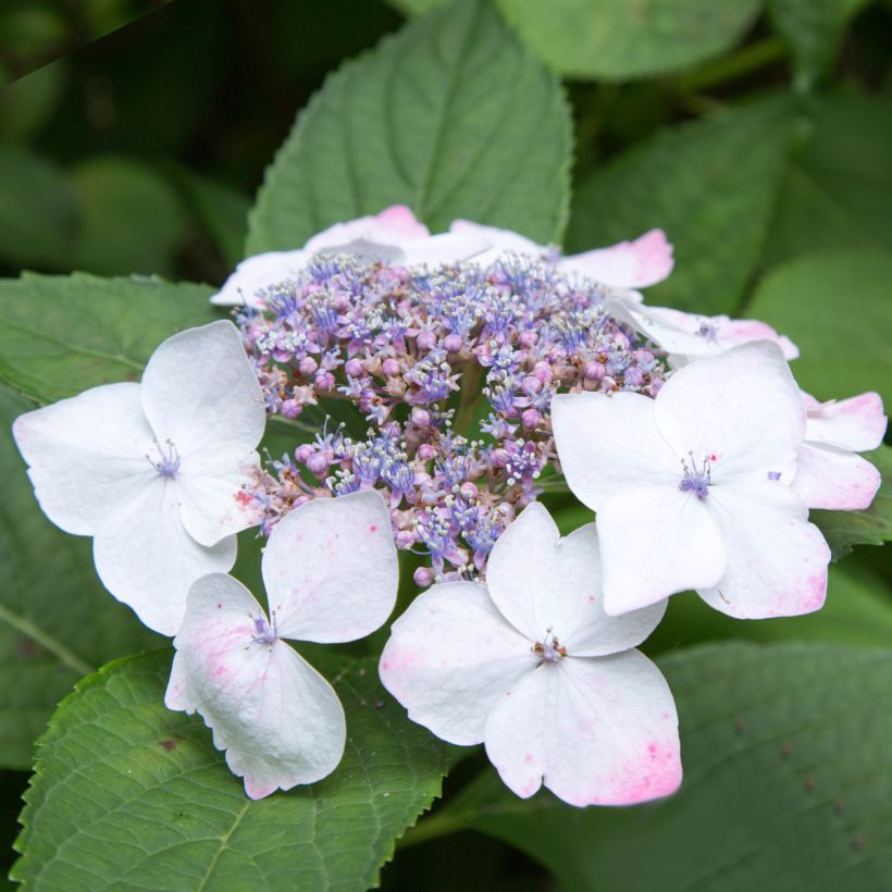 Hortensia macrophylla White Wave - Hydrangea (Floración)