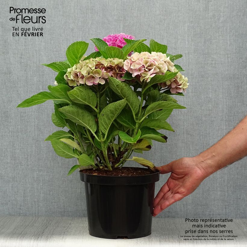 Ejemplar de Hortensia - Hydrangea macrophylla Xian en pot de 4/5L entregado en otoño