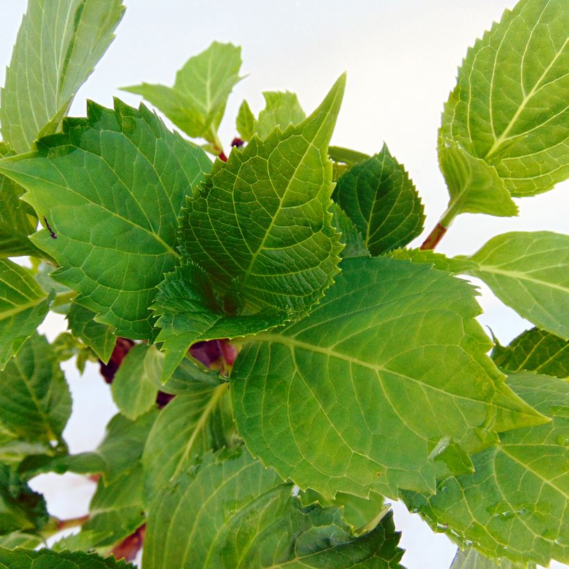 Hortensia macrophylla Zorro Rosa - Hydrangea (Follaje)