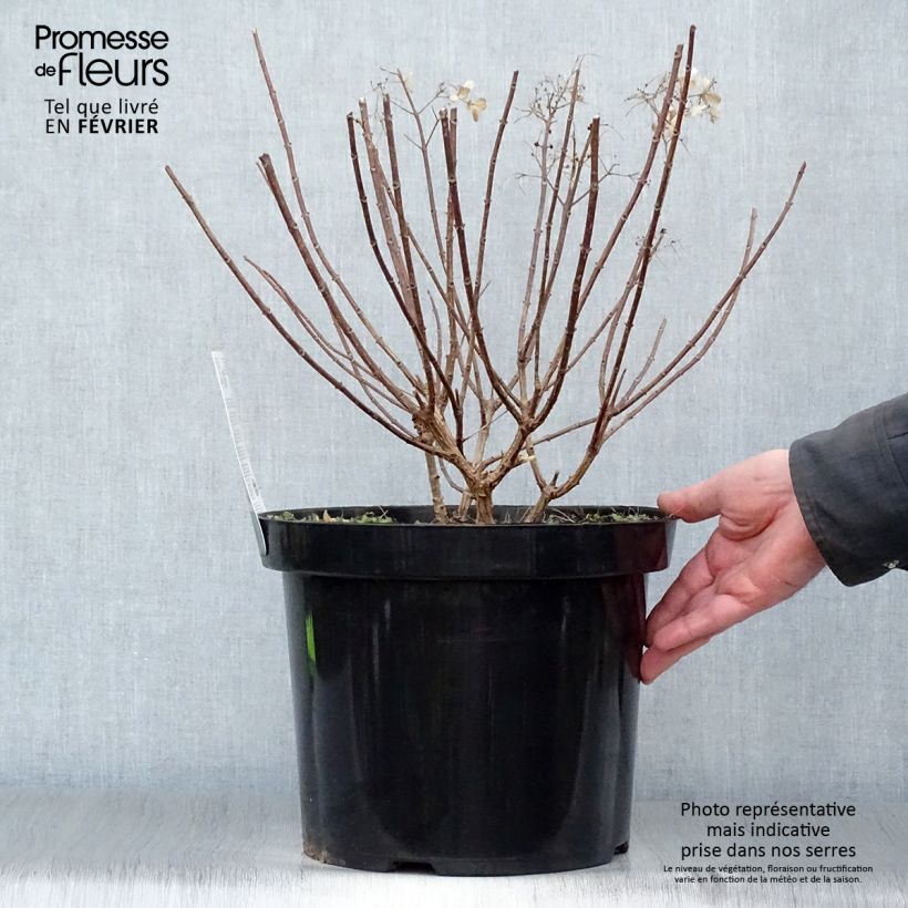 Hydrangea paniculata Bobo en pot de 10L Ejemplar entregado en invierno