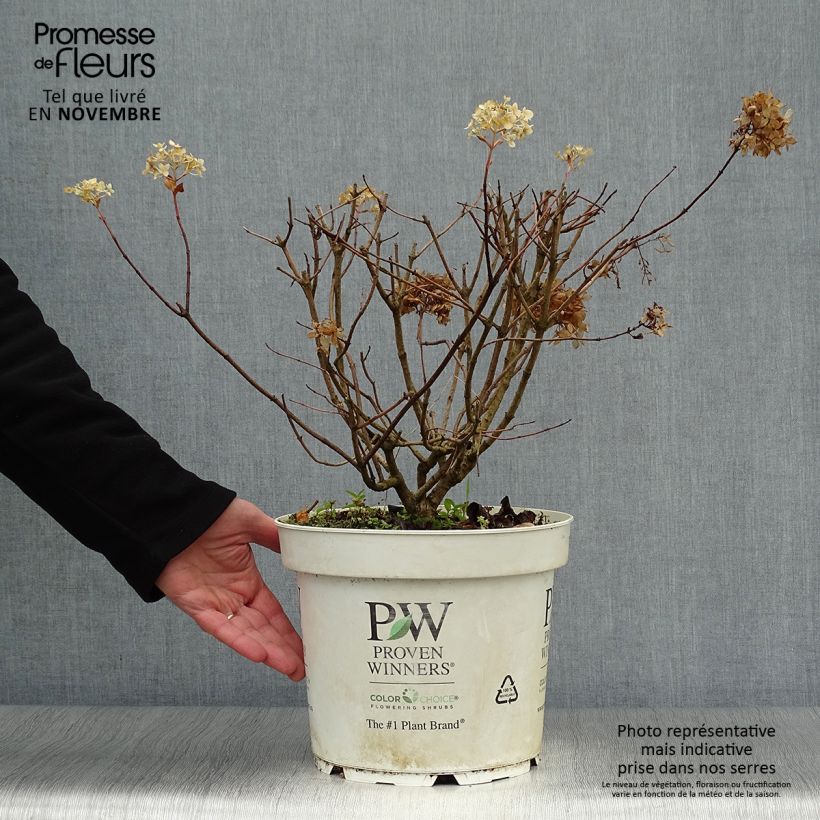 Ejemplar de Hortensia - Hydrangea paniculata Little Lime Pot de 10L entregado en otoño