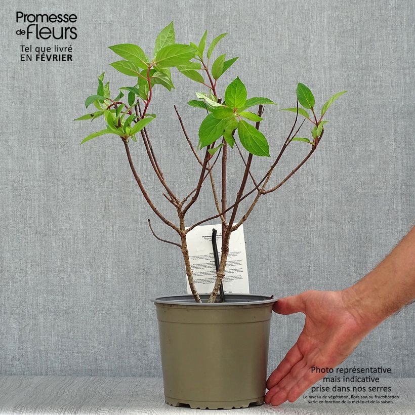 Ejemplar de Hortensia - Hydrangea paniculata Magical Mont Blanc Pot de 3L/4L entregado en otoño