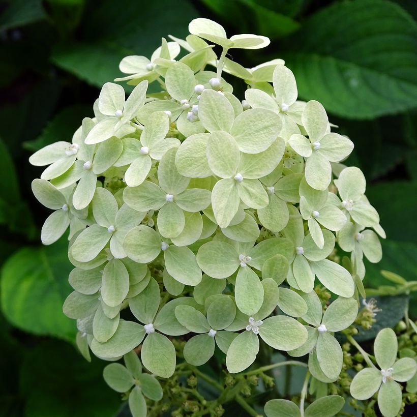 Hortensia paniculata Pastelgreen - Hydrangea paniculata (Floración)