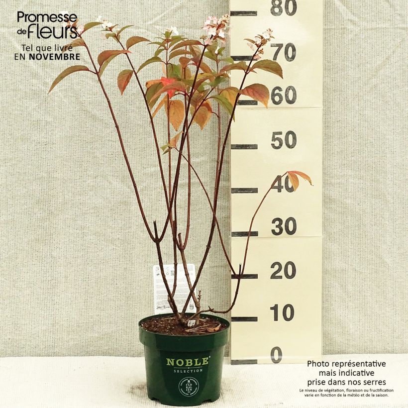 Ejemplar de Hortensia - Hydrangea paniculata Pinky winky Pot de 3,5L. entregado en otoño