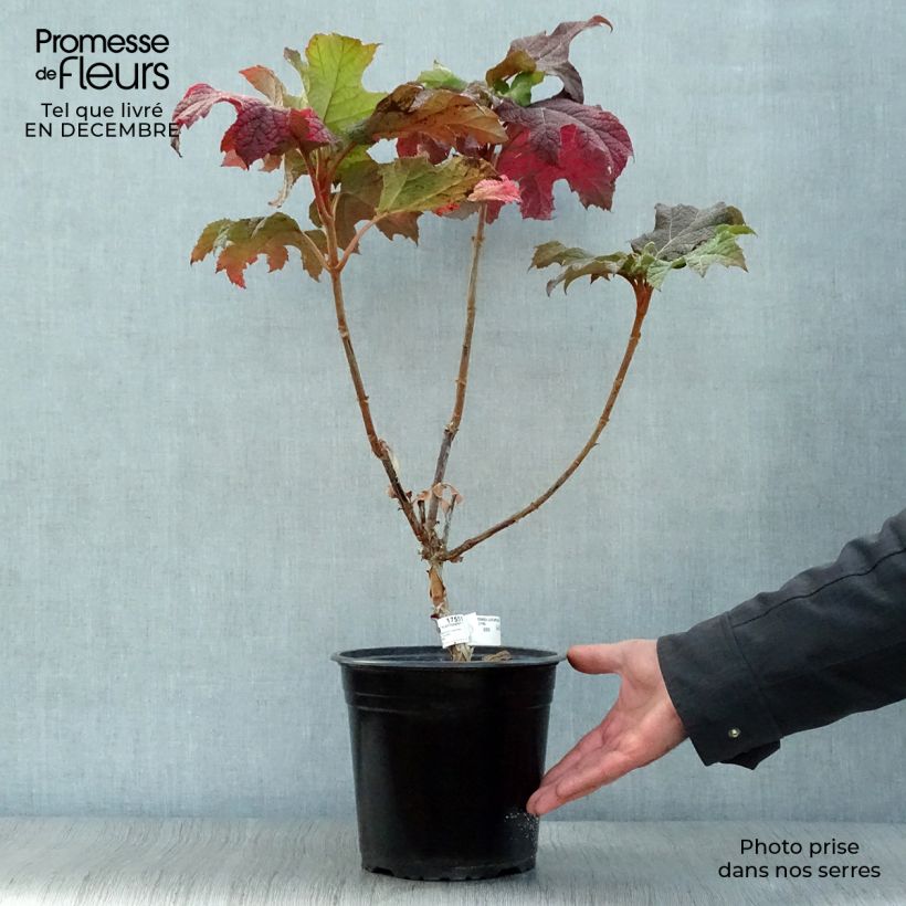 Hortensia - Hydrangea quercifolia Applause Pot 4.5L Ejemplar entregado en invierno