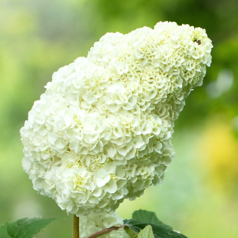 Hortensia quercifolia Gatsby Moon - Hortensia de hoja de roble (Floración)