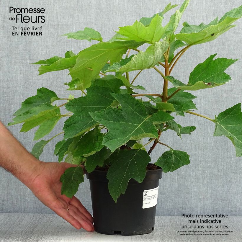 Ejemplar de Hortensia quercifolia Munchkin Pot de 2L/3L entregado en otoño