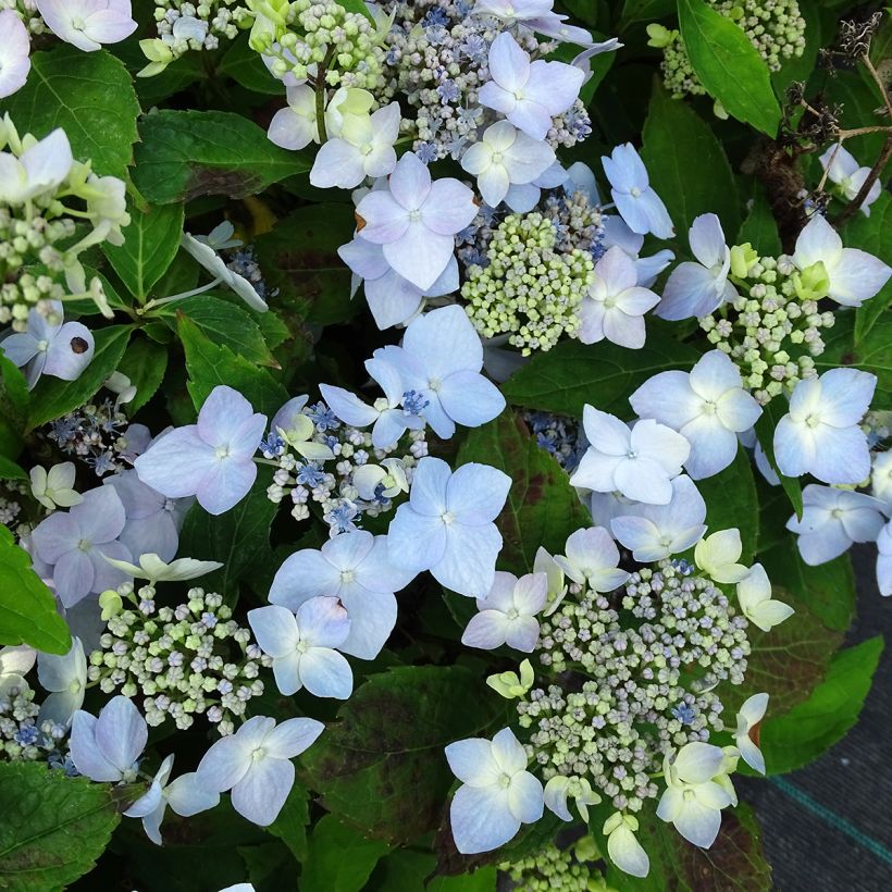 Hortensia serrata Blue Deckle - Hydrangea (Floración)